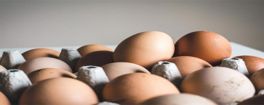 فواید و مضرات  مصرف تخم مرغ