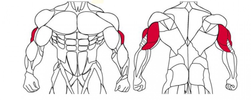 5 تمرین مناسب افزایش حجم پشت بازو