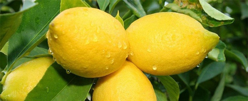 علت تلخ شدن لیمو شیرین چیست؟