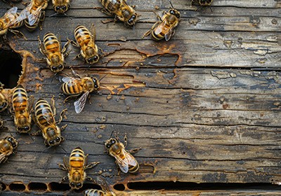هر آنچه باید درباره نیش زنبور عسل و روش‌های درمان آن بدانید
