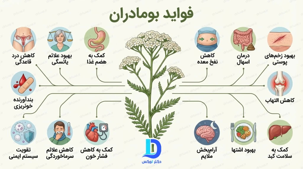 بومادران؛ از افسانه آشیل تا اکسیر مدرن سلامتی